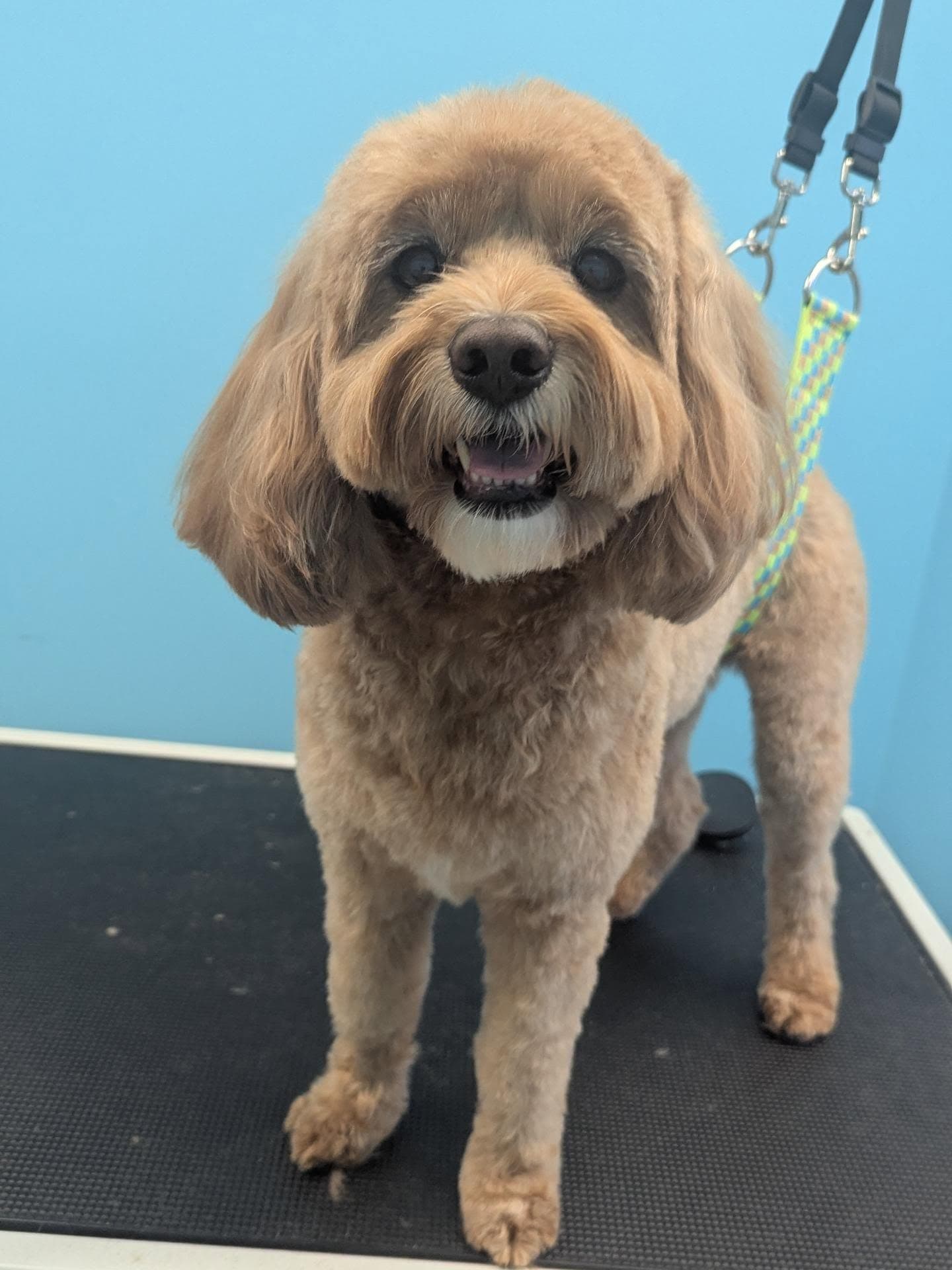 A freshly groomed dog looking calm and happy after a visit to the spa