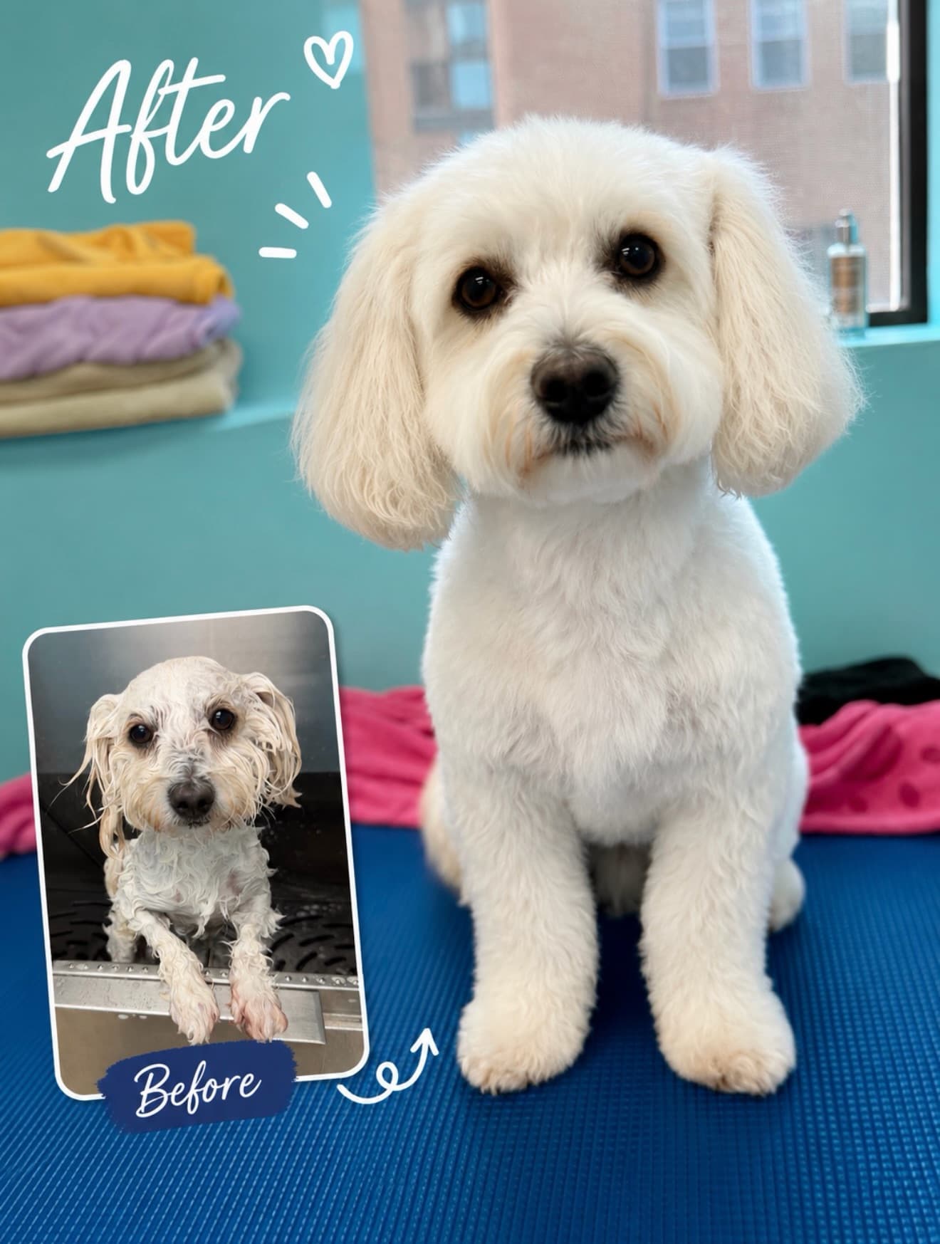 Winnie · Havanese · Full Groom