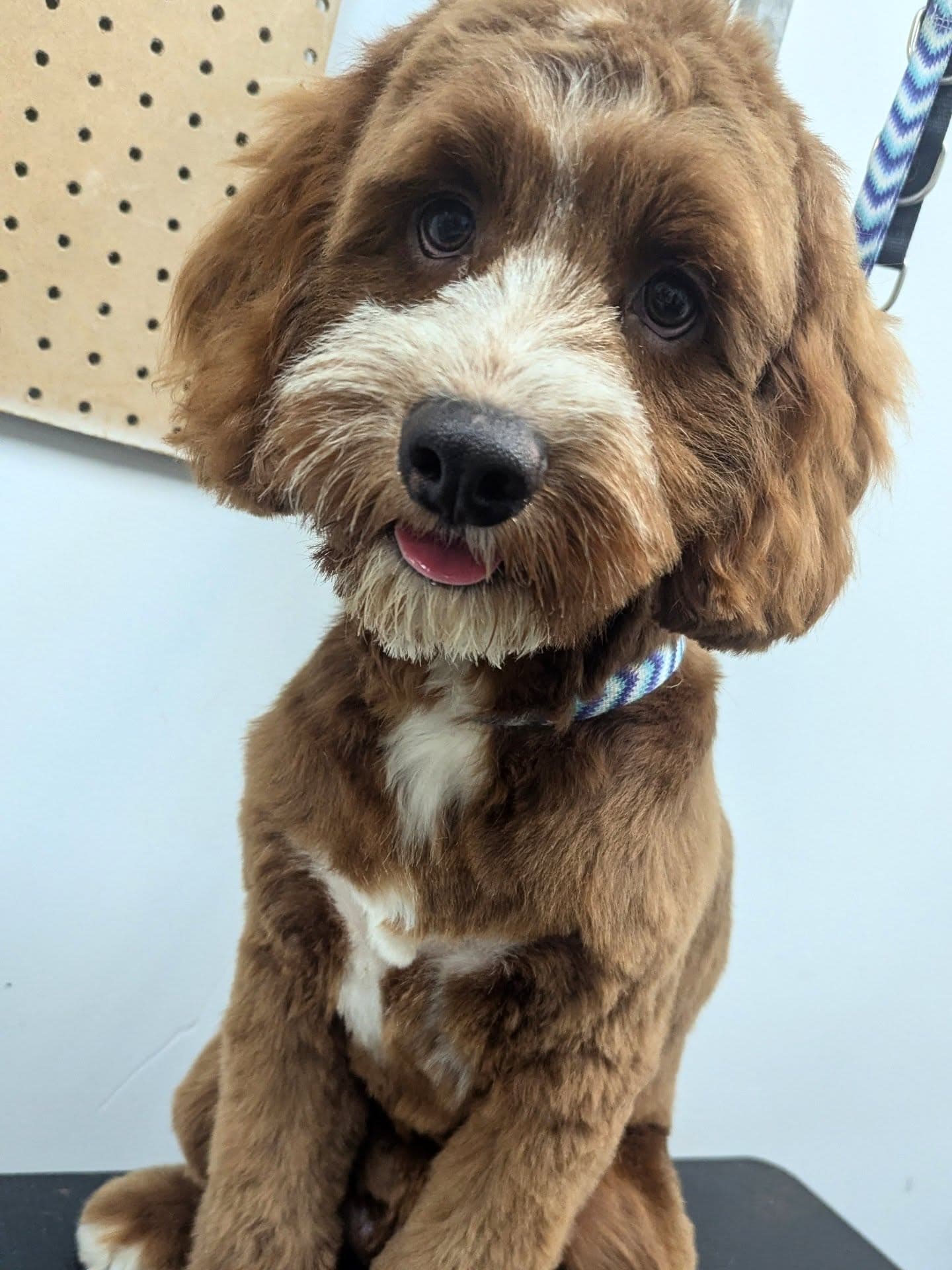 A dog being groomed calmly, one-on-one