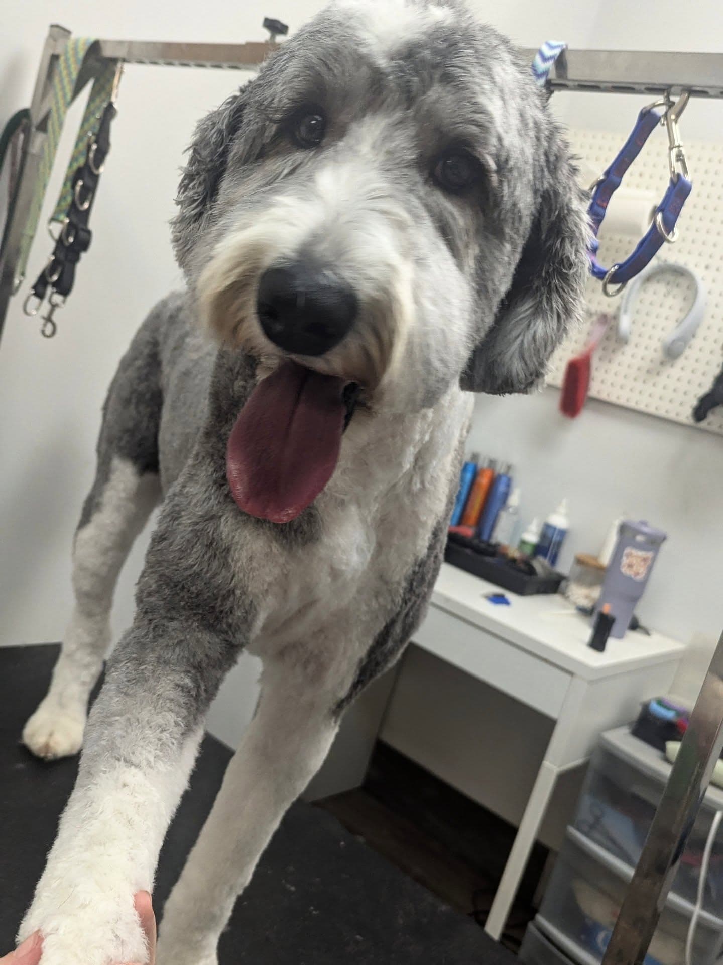 Rosie · Toy Poodle