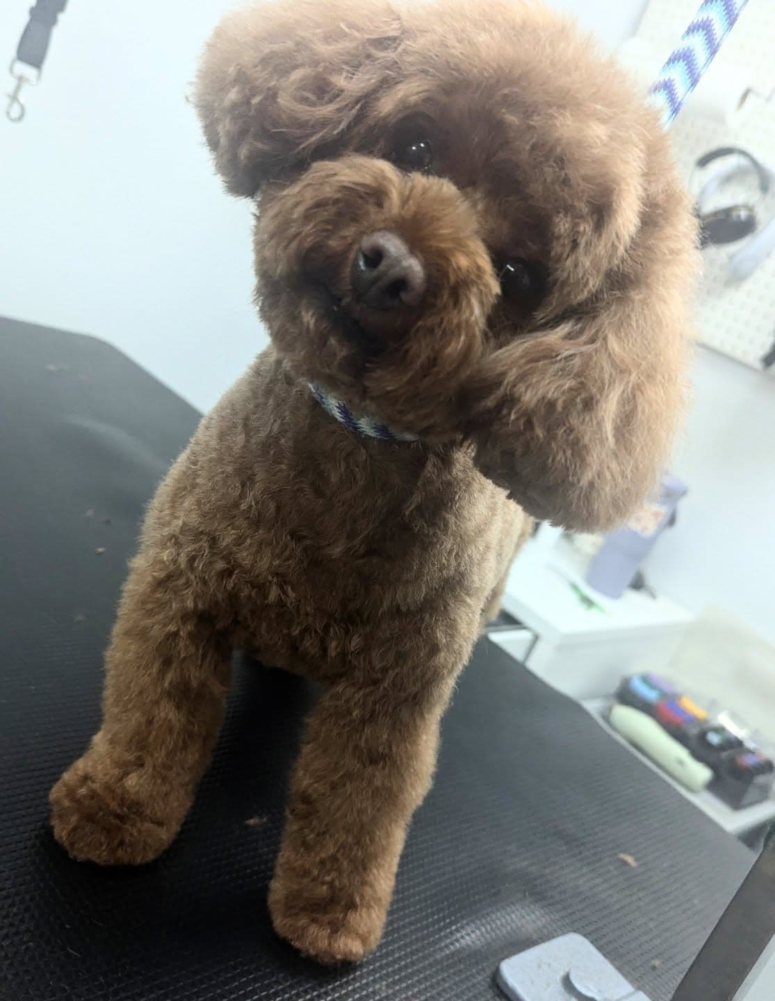 Jackie with a dog mid-groom
